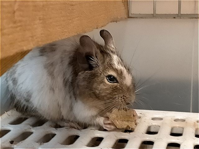 ロイちゃん①